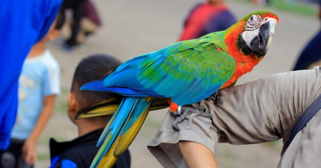 Hythian macaw for sale